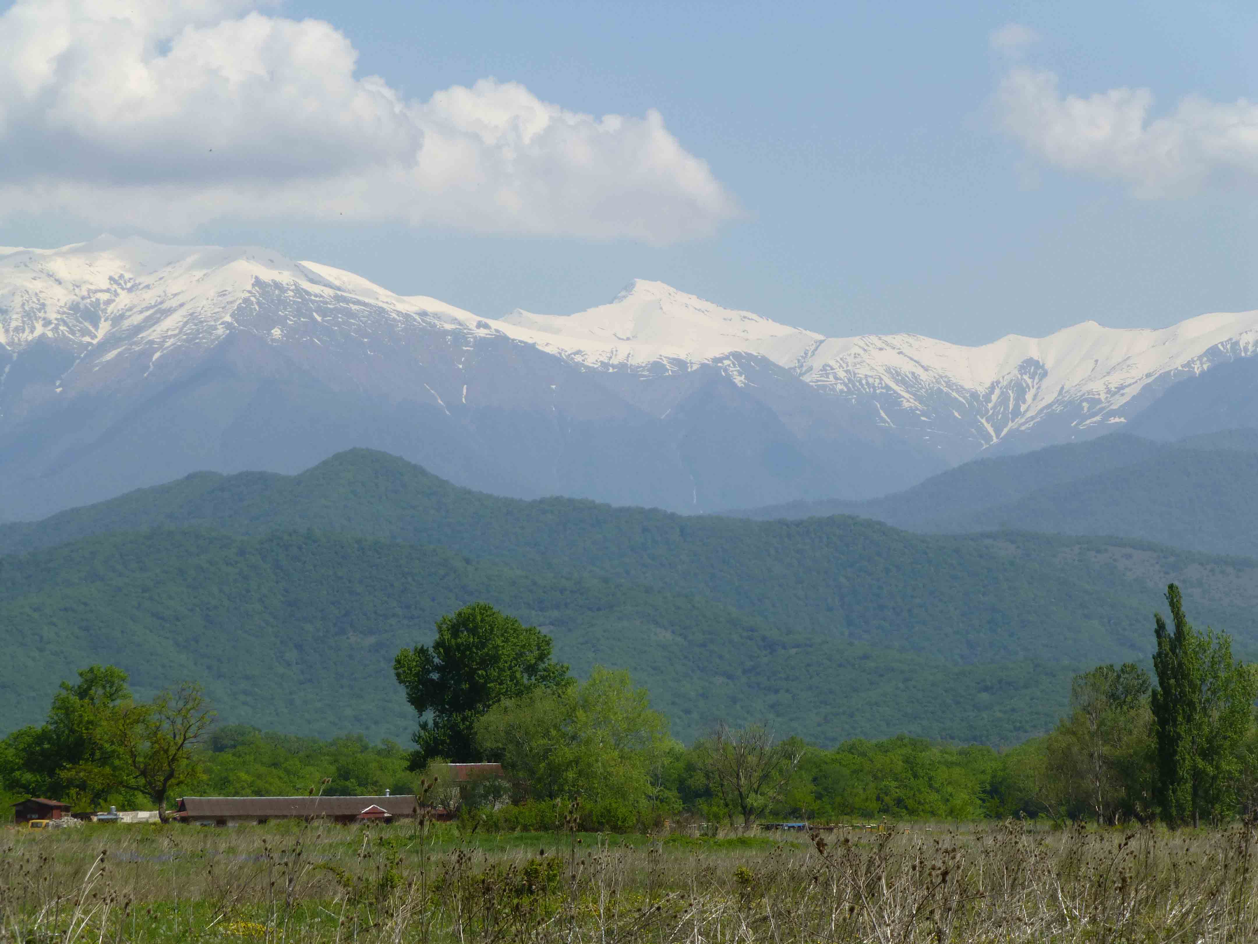 telavi 2.jpg